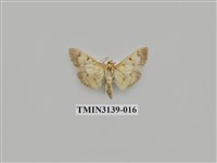 藏品(螟蛾277)的圖片